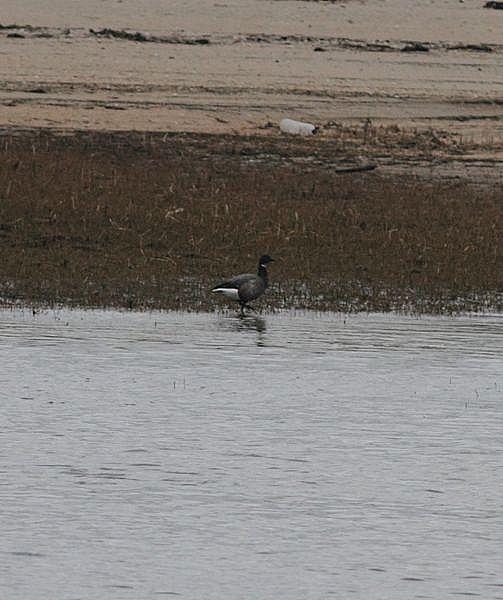 TXINGUDI-PLAIAUNDI POR LA COSTA HASTA HENDAYA