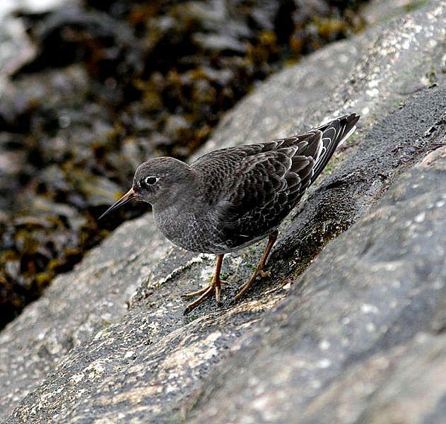 TXINGUDI-PLAIAUNDI POR LA COSTA HASTA HENDAYA