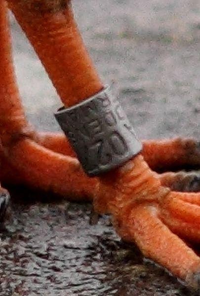 TXINGUDI-PLAIAUNDI POR LA COSTA HASTA HENDAYA