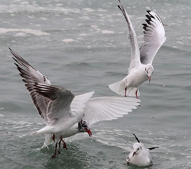 TXINGUDI-PLAIAUNDI POR LA COSTA HASTA HENDAYA