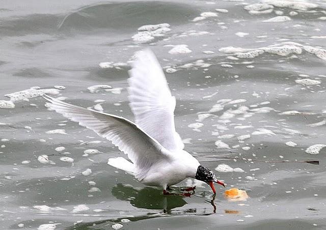 TXINGUDI-PLAIAUNDI POR LA COSTA HASTA HENDAYA