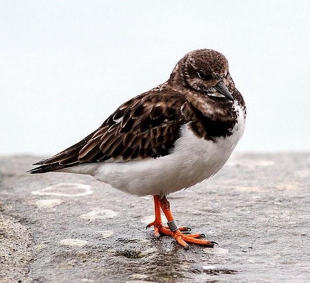 TXINGUDI-PLAIAUNDI POR LA COSTA HASTA HENDAYA