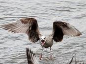 Txingudi-plaiaundi costa hasta hendaya