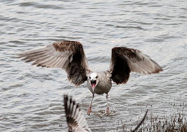 TXINGUDI-PLAIAUNDI POR LA COSTA HASTA HENDAYA