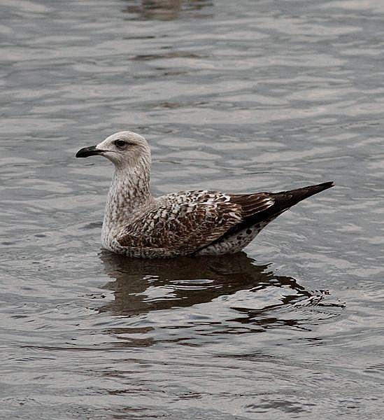 TXINGUDI-PLAIAUNDI POR LA COSTA HASTA HENDAYA