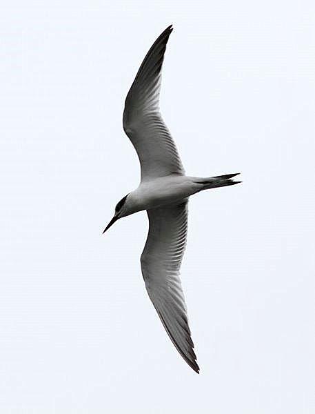 TXINGUDI-PLAIAUNDI POR LA COSTA HASTA HENDAYA