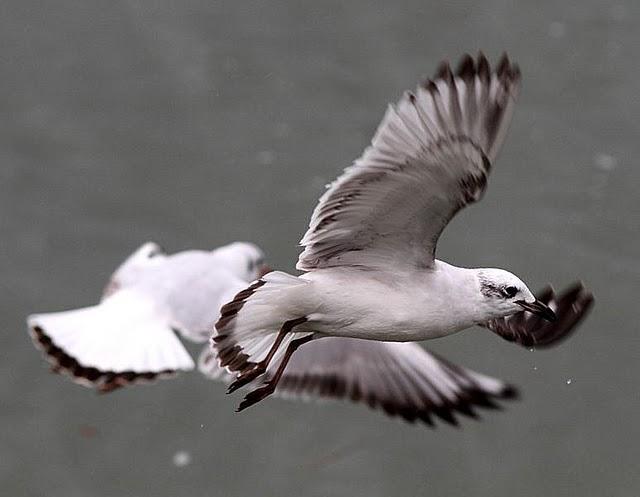 TXINGUDI-PLAIAUNDI POR LA COSTA HASTA HENDAYA