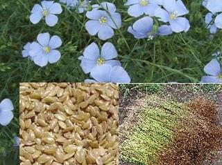 Lino combate estreñimiento,diuretico,riñones,manchas piel,reumas