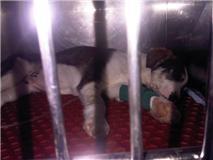 MADRID- TENEMOS 6 CACHORRITOS INGRESADOS CON PARVO LUCHANDO POR VIVIR, ESTAMOS INMENSAMENTE TRISTES...?