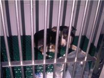 MADRID- TENEMOS 6 CACHORRITOS INGRESADOS CON PARVO LUCHANDO POR VIVIR, ESTAMOS INMENSAMENTE TRISTES...?