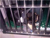 MADRID- TENEMOS 6 CACHORRITOS INGRESADOS CON PARVO LUCHANDO POR VIVIR, ESTAMOS INMENSAMENTE TRISTES...?