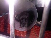 MADRID- TENEMOS 6 CACHORRITOS INGRESADOS CON PARVO LUCHANDO POR VIVIR, ESTAMOS INMENSAMENTE TRISTES...?