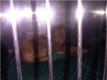 MADRID- TENEMOS 6 CACHORRITOS INGRESADOS CON PARVO LUCHANDO POR VIVIR, ESTAMOS INMENSAMENTE TRISTES...?