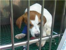 MADRID- TENEMOS 6 CACHORRITOS INGRESADOS CON PARVO LUCHANDO POR VIVIR, ESTAMOS INMENSAMENTE TRISTES...?