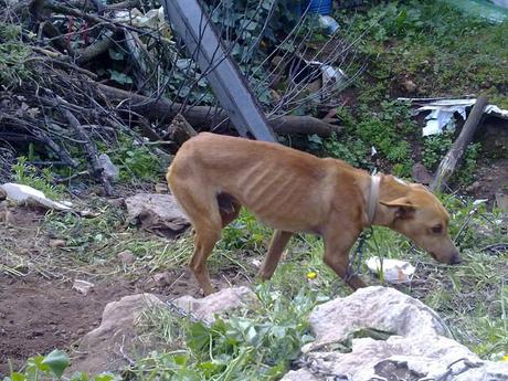 Tuma se muere de hambre y sus dueños han llamado a la perrera, tiene hasta el 24.