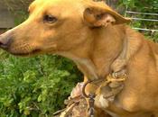 Tuma muere hambre dueños llamado perrera, tiene hasta