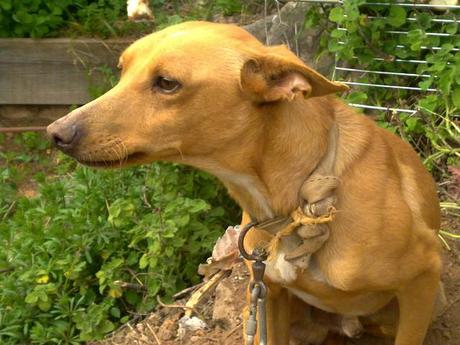 Tuma se muere de hambre y sus dueños han llamado a la perrera, tiene hasta el 24.