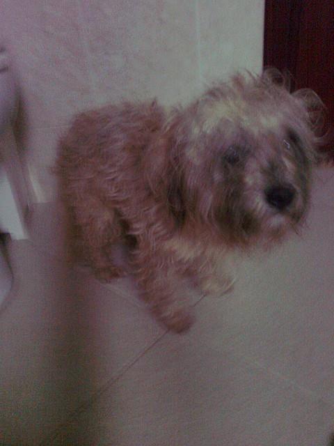 Abandonado en un parking empapado y temblando.Chiclana