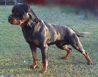 Insólito: Una mujer, condenada por mantener relaciones sexuales con un rottweiler