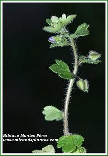 Veronica hederifolia L.