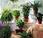 Plantas interior
