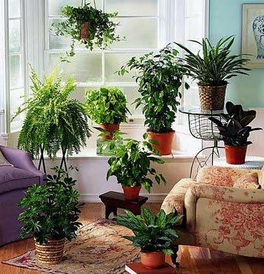 Plantas de interior