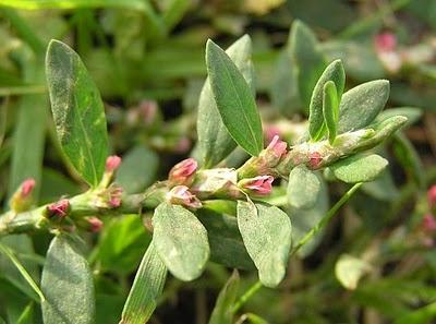 Polygonum - Polygonum capitatum