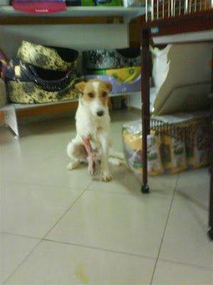 Historias de adoptados. Estrella