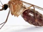 descubre nuevo mosquito propaga malaria