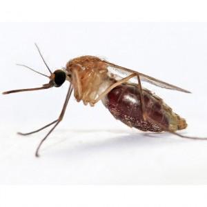 4197018347 5fde5273cb z 300x300 Se descubre un nuevo mosquito que propaga la malaria