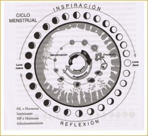 Fase lunar y ciclo menstrual.