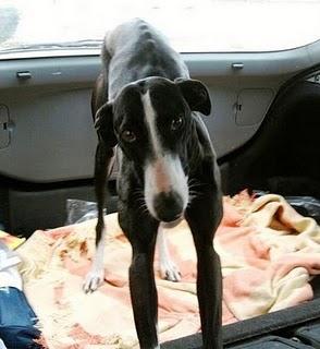 SOS, Nadia galga viviendo en un coche.Toledo