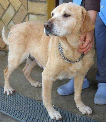 Carmen, la abuelita de Sevilla, busca un sofá para poco tiempo :(