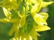 Cúrate hierbas: meliloto