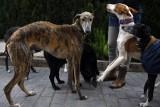 La otra ‘operación galgo’ La otra ‘operación galgo’