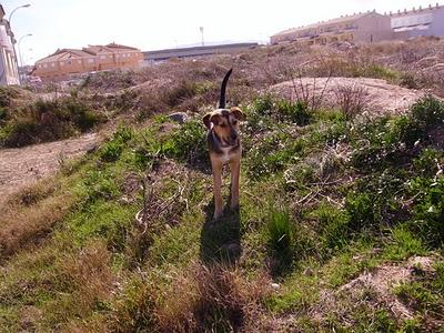 Preciosa cachorrita Dora.