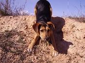 Preciosa cachorrita Dora.