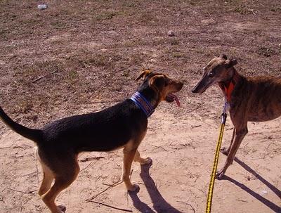 Preciosa cachorrita Dora.