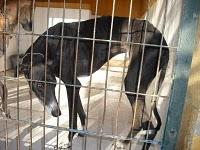 CADIZ - NOVEDADES dia 15 febrero !!! 23 GALGOS NUEVOS PERRERA DE JEREZ, muchos en peligro de muerte inmediata.