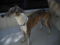 CADIZ - NOVEDADES dia 15 febrero !!! 23 GALGOS NUEVOS PERRERA DE JEREZ, muchos en peligro de muerte inmediata.