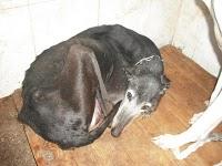 CADIZ - NOVEDADES dia 15 febrero !!! 23 GALGOS NUEVOS PERRERA DE JEREZ, muchos en peligro de muerte inmediata.