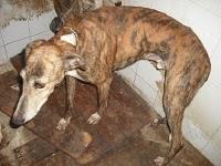 CADIZ - NOVEDADES dia 15 febrero !!! 23 GALGOS NUEVOS PERRERA DE JEREZ, muchos en peligro de muerte inmediata.