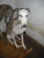 CADIZ - NOVEDADES dia 15 febrero !!! 23 GALGOS NUEVOS PERRERA DE JEREZ, muchos en peligro de muerte inmediata.