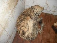 CADIZ - NOVEDADES dia 15 febrero !!! 23 GALGOS NUEVOS PERRERA DE JEREZ, muchos en peligro de muerte inmediata.