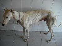 CADIZ - NOVEDADES dia 15 febrero !!! 23 GALGOS NUEVOS PERRERA DE JEREZ, muchos en peligro de muerte inmediata.