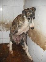 CADIZ - NOVEDADES dia 15 febrero !!! 23 GALGOS NUEVOS PERRERA DE JEREZ, muchos en peligro de muerte inmediata.