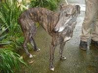 CADIZ - NOVEDADES dia 15 febrero !!! 23 GALGOS NUEVOS PERRERA DE JEREZ, muchos en peligro de muerte inmediata.