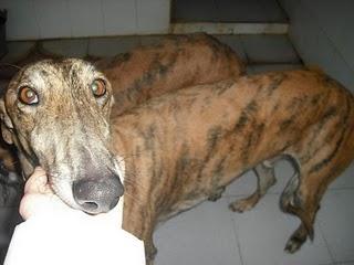 CADIZ - NOVEDADES dia 15 febrero !!! 23 GALGOS NUEVOS PERRERA DE JEREZ, muchos en peligro de muerte inmediata.