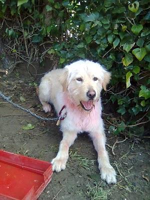 KURCO, CRUCE DE GOLDEN DE UN AÑITO, LO LLEVAN A LA PERRERA!!, URGENTE!