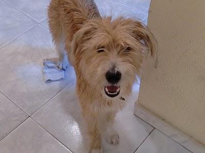 GOFY NECESITA UN HOGAR